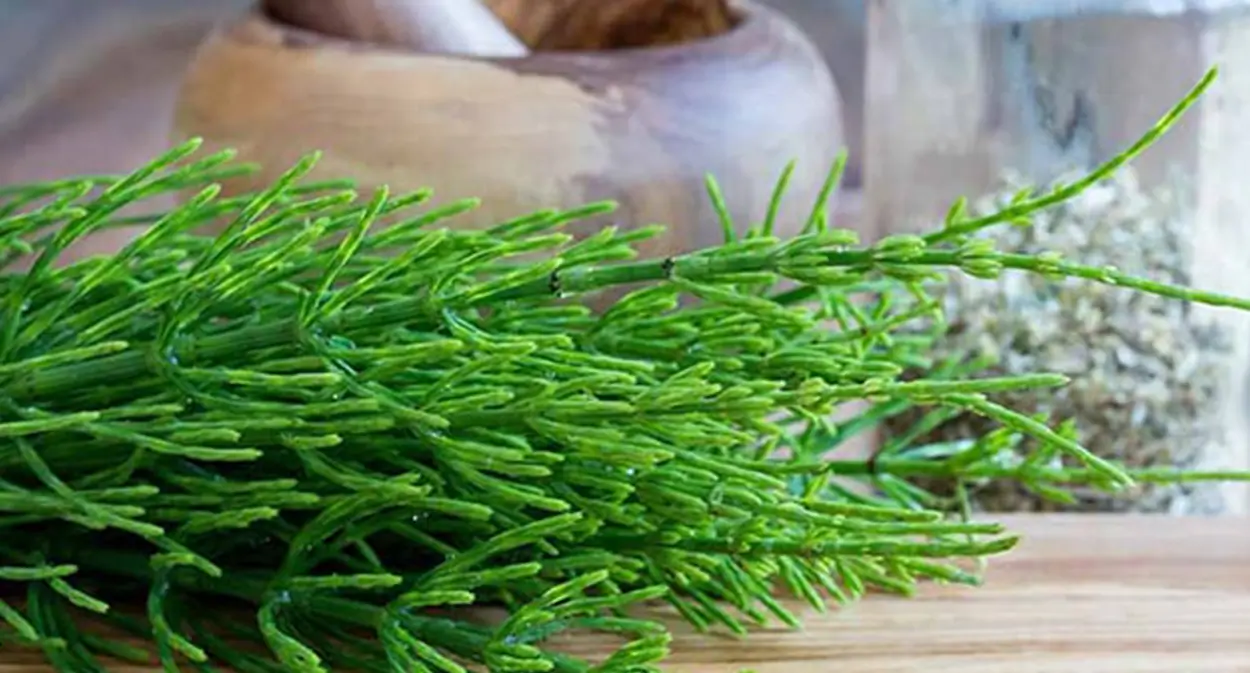 عصاره‌ی گیاه دم اسبی-آدونیس کیش سرشار از سیلیکا است استحکام ناخن‌ها درخشندگی مو بهبود بافت پوست